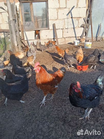 Молодые петухи