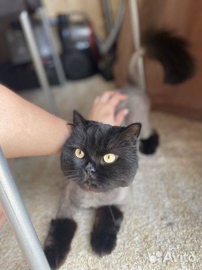 Кошка стерилизованная