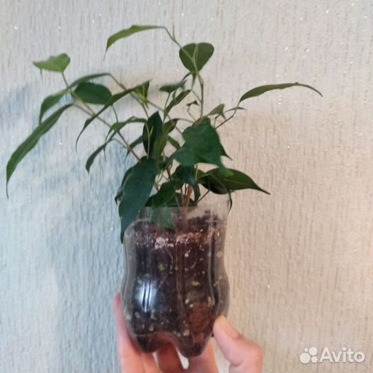 Фикус бенджамина