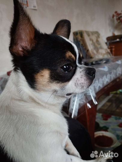 Вязка чихуахуа