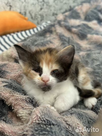 Кошки донской сфинкс