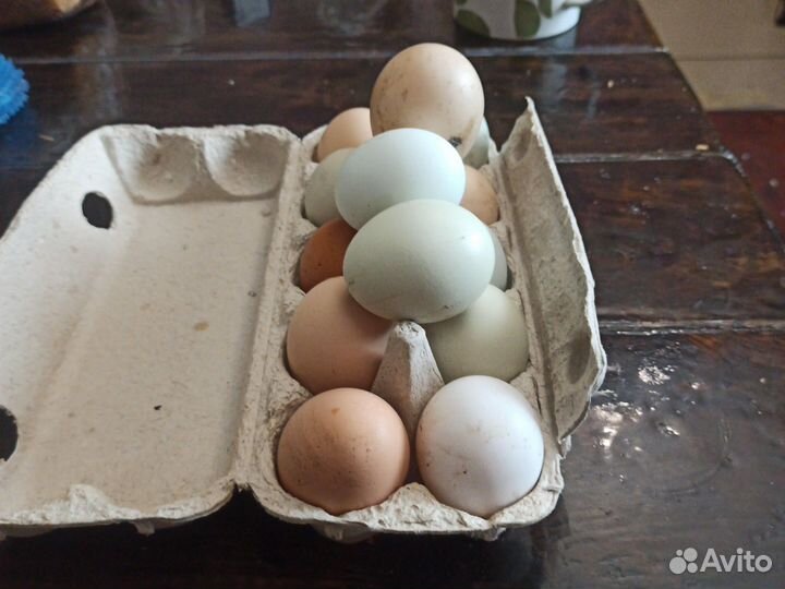 Домашние куриные яйца