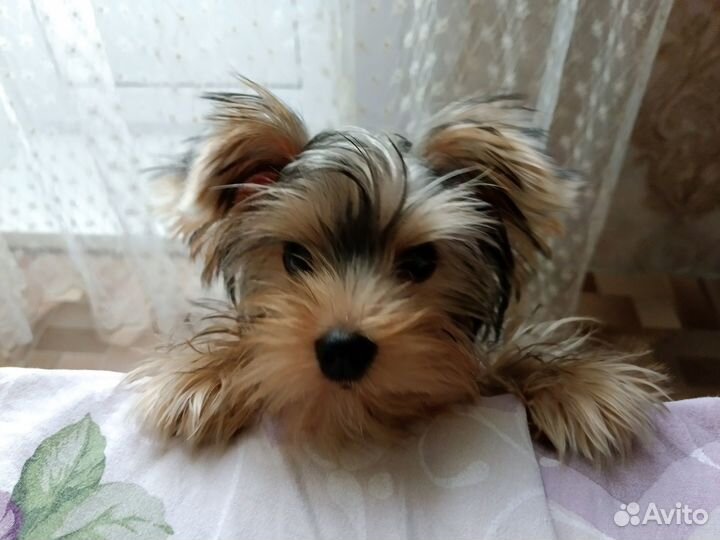 Йоркширский терьер щенки