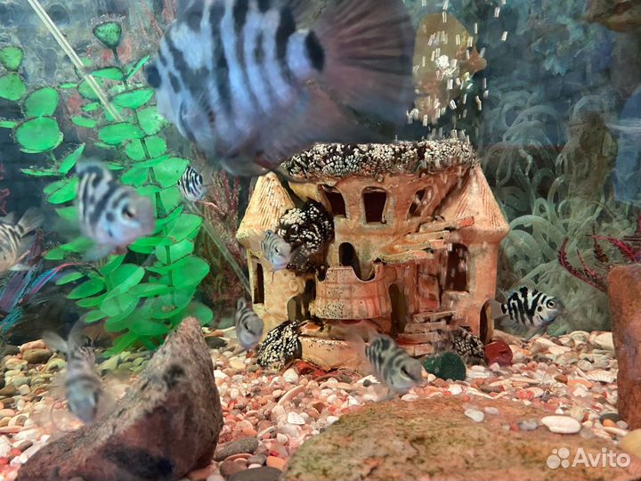 Аквариумные рыбки