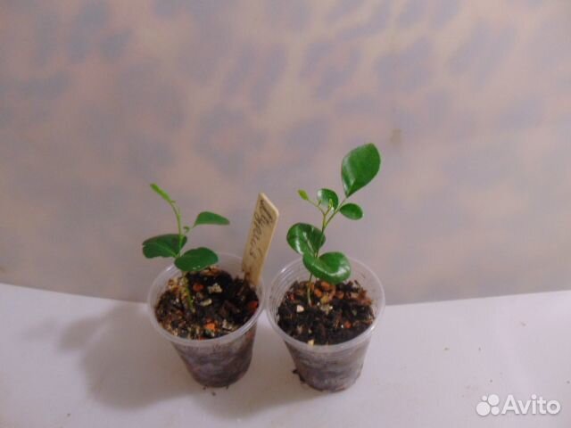 Гибискусы сортовые, мурайя, жасмин