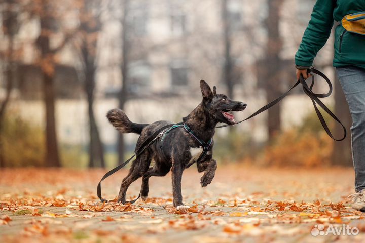 Собака бесплатно