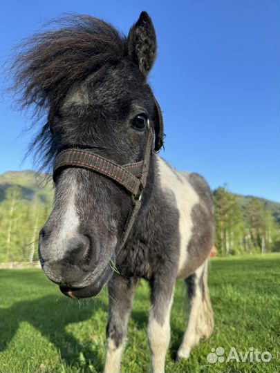 Шетлендский пони