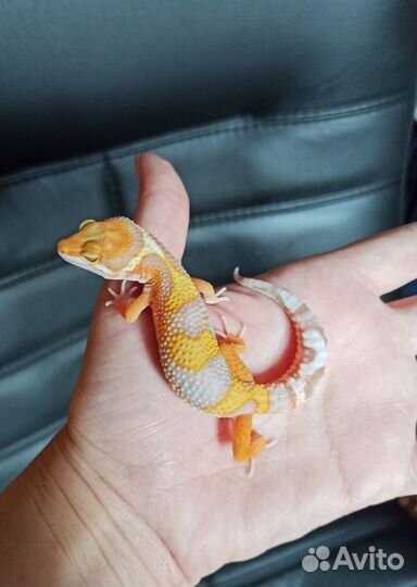 Гекконы эублефары