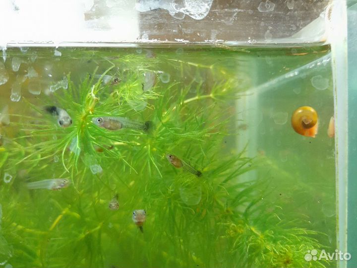 Мальки гуппи