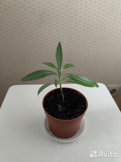 Олеандр белый махровый