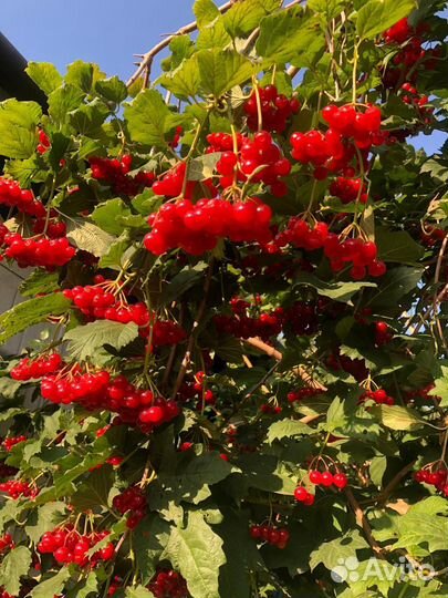 Калина ягода