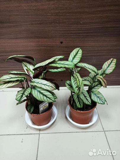 Пальма ливистонаи другие