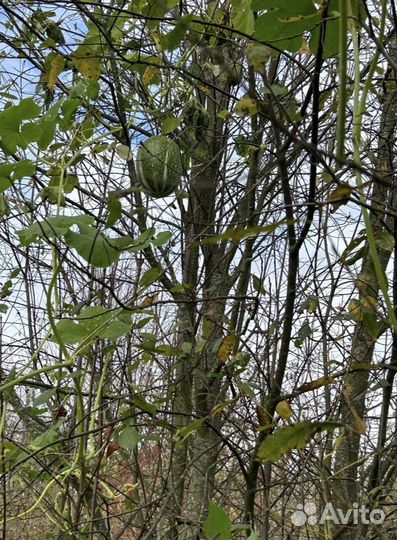 Семена фиголистной тыквы