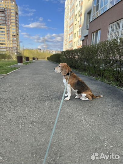 Бигль в добрые руки