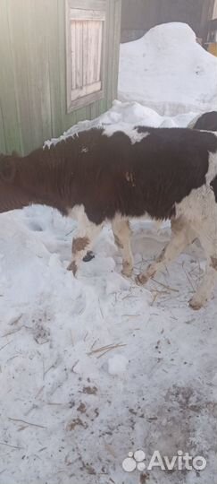 Бычки и быки