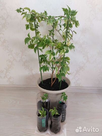 Бугенвиллия вариегатная