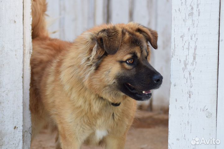 Собака в добрые руки щенок