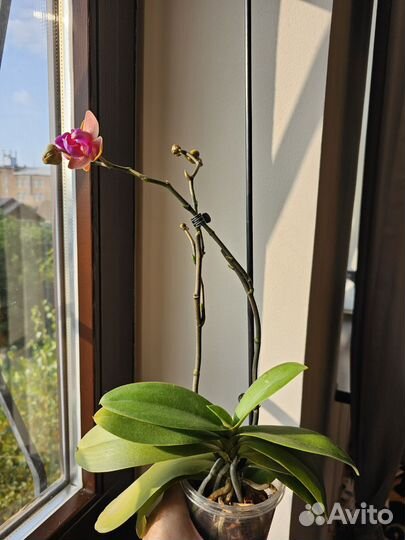 Орхидея фаленопсис пелорик
