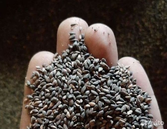 Семена ели от производителя