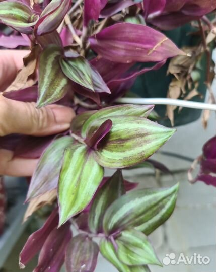 Традесканция срез 3 черенка с этих фото