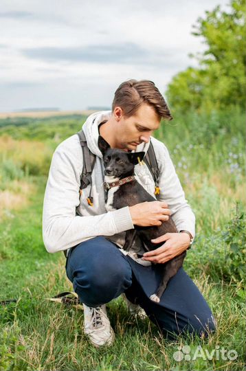 Собака маленькая из приюта в добрые руки