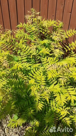 Самшит, вербейник, рябинник