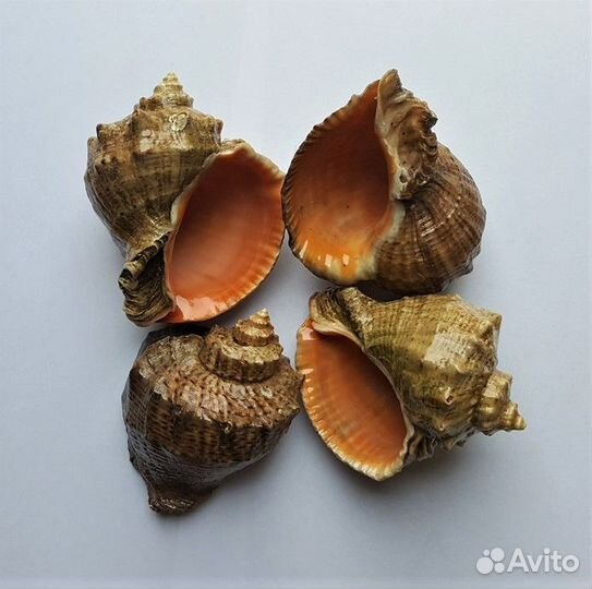 Ракушки Рапаны Лакированные