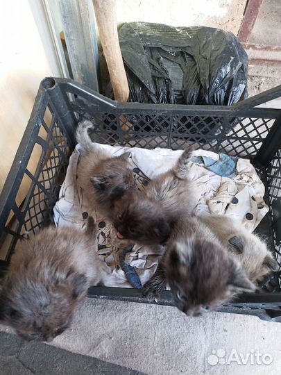 Котята в добрые руки