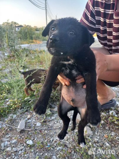 Щенки в добрые руки