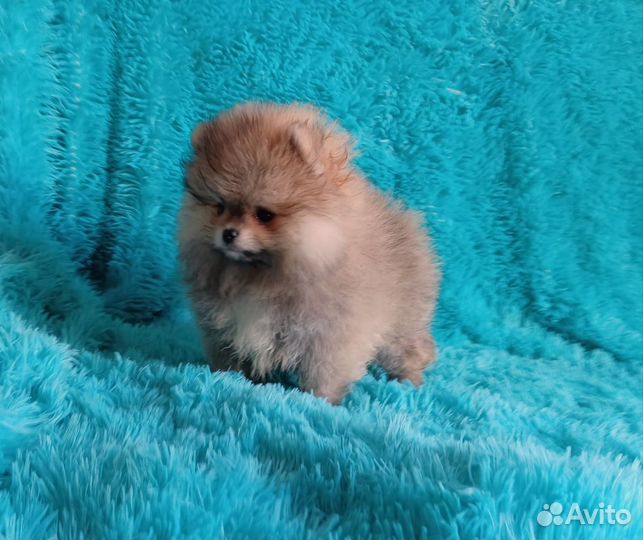 Мини девочка тип мишка