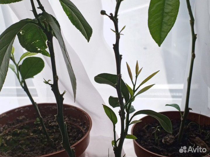 Комнатные растения лимон