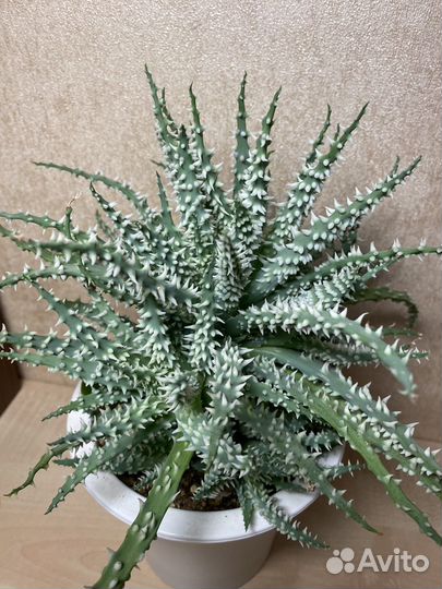 Кактусы и суккуленты