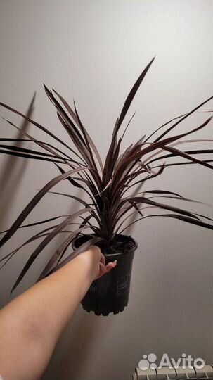 Пальма драцена