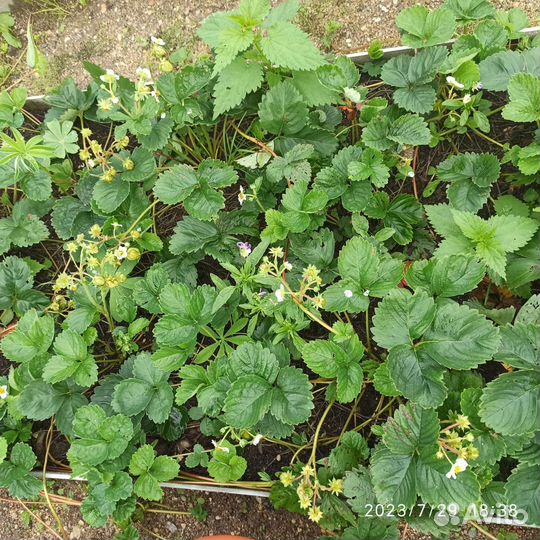 Рассада ремонтантной клубники