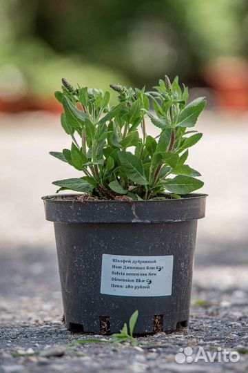 Шалфей дубравный