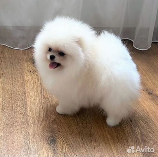 Гламурный шпиц