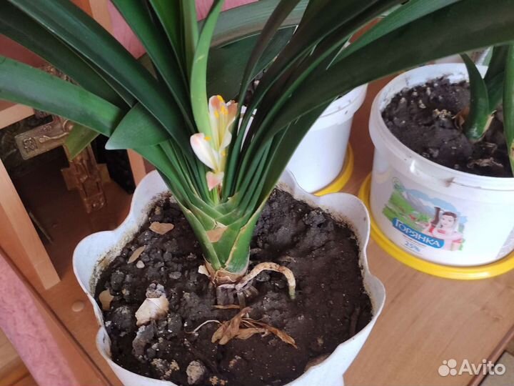 Комнатные цветы цветущие