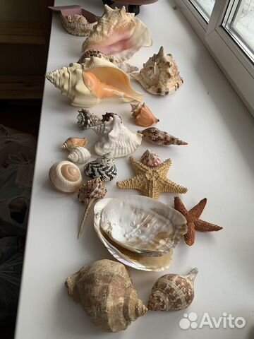 Ракушки, раковины