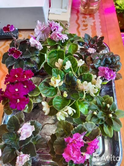 Детки фиалок