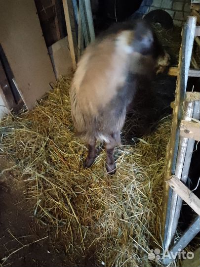 Козел на племя