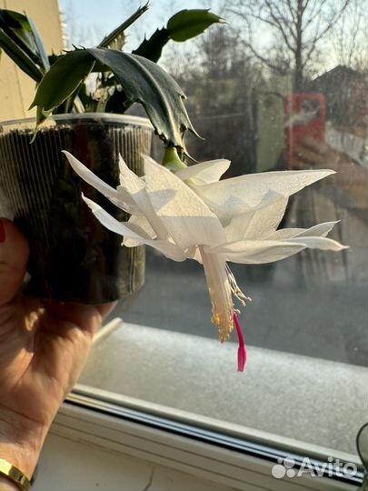 Декабрист шлюмбергера