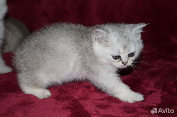 Британские котята