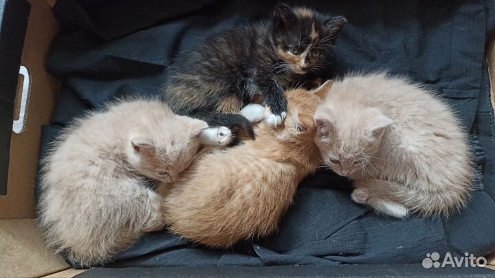 Кошки в добрые руки бесплатно