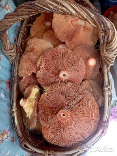 Грибы рыжики