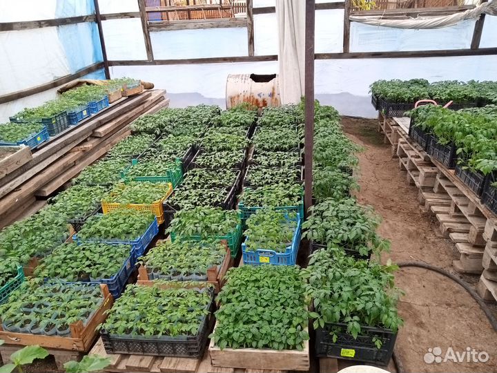 Рассада томаты, огурцы, перец, баклажаны