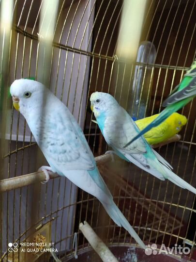 Попугаи самки