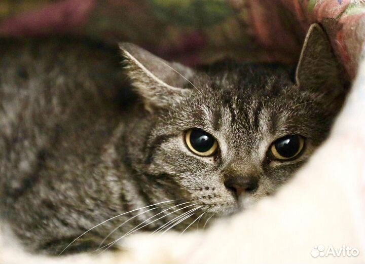 Миледи - метис британской кошечки, ищет дом