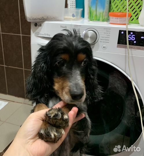 Русский спаниель