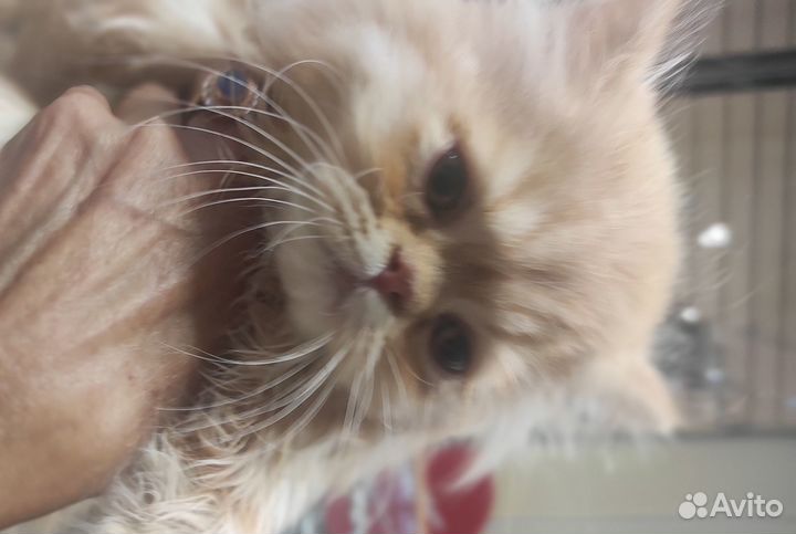 Продаже персидские котят