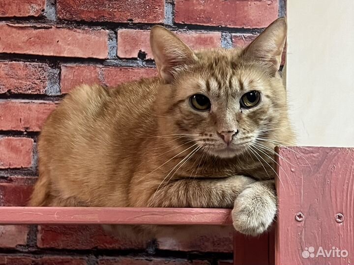 Солнечный котик Алекс 2 года ищет дом